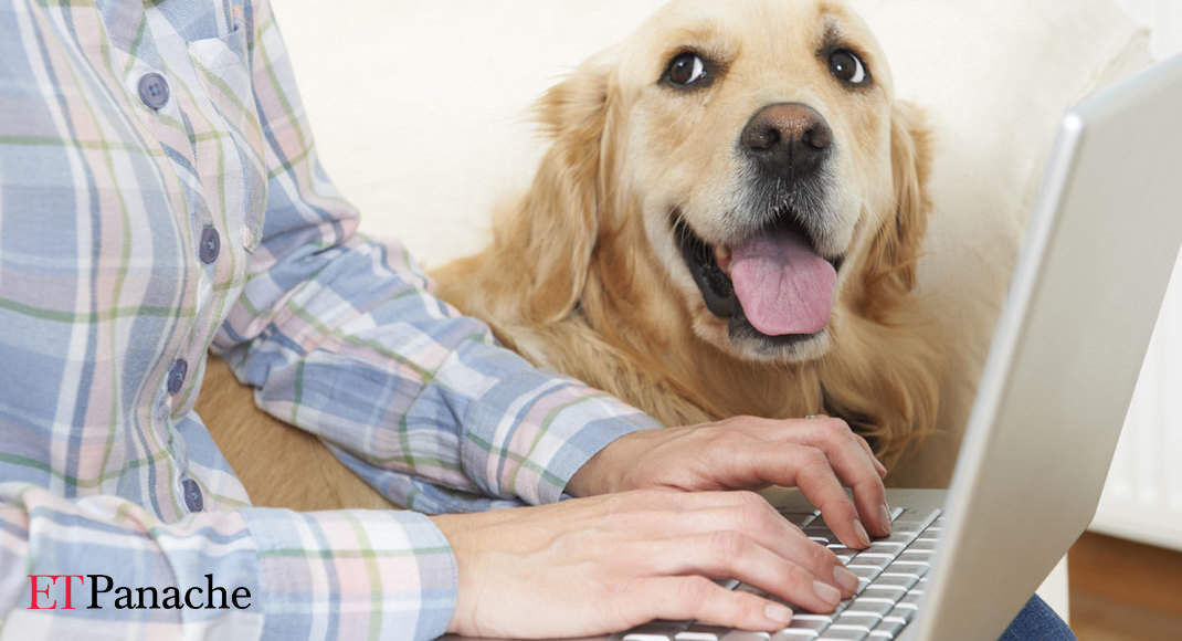 Furry love! Not just personal medical, Bengalureans now getting pet insurance too