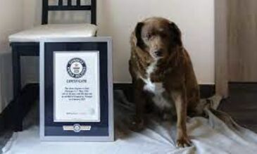 Worlds Oldest Dog, Bobi, Dies at 31: A Remarkable Life and Unforgettable Legacy Worlds Oldest Dog, Bobi, Dies at 31: A Remarkable Life and Unforgettable Legacy