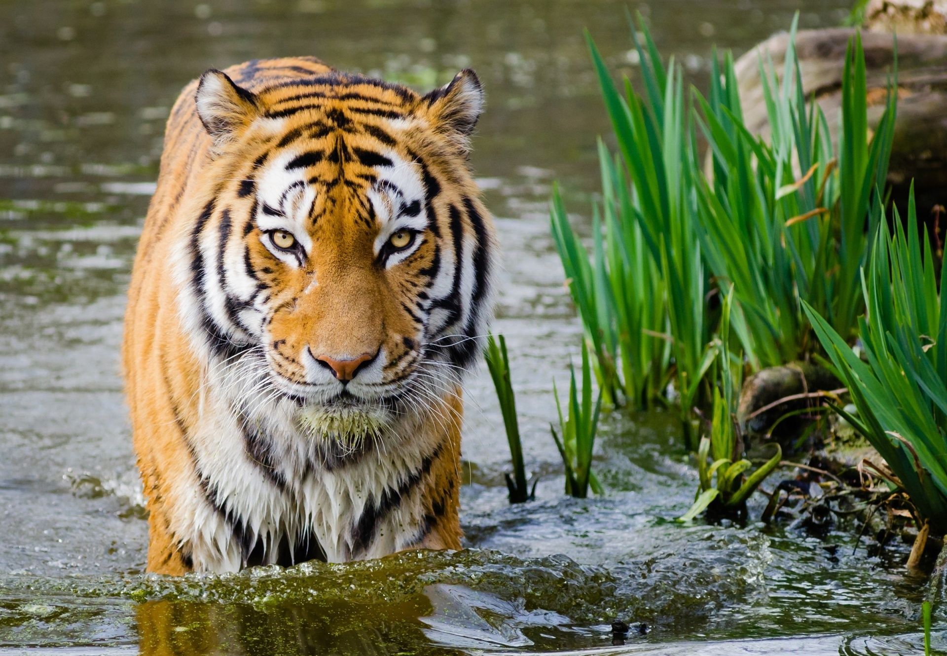 Tiger hunt is on in Maharashtra
