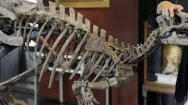 Million-Dollar Dinosaur Bone Black Market Busted: Four Charged for Illegal Sales and Export