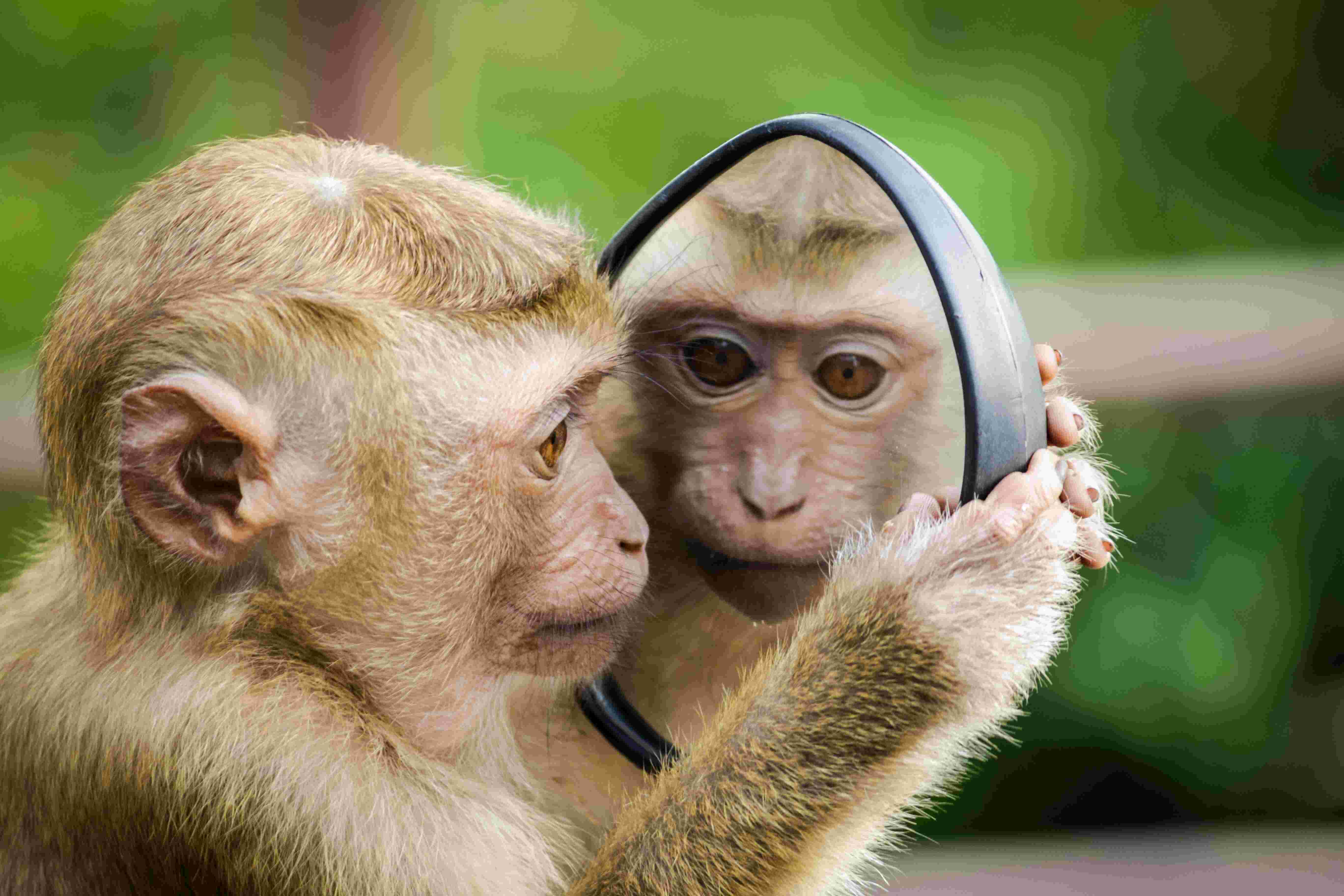 Sri Lanka scraps proposal to export monkeys to China