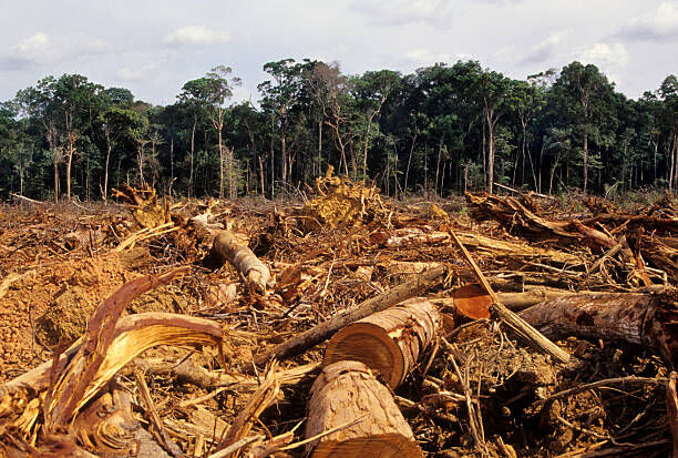 Brazils Amazon Rainforest Deforestation Reaches Four-Year Low Under President Lula