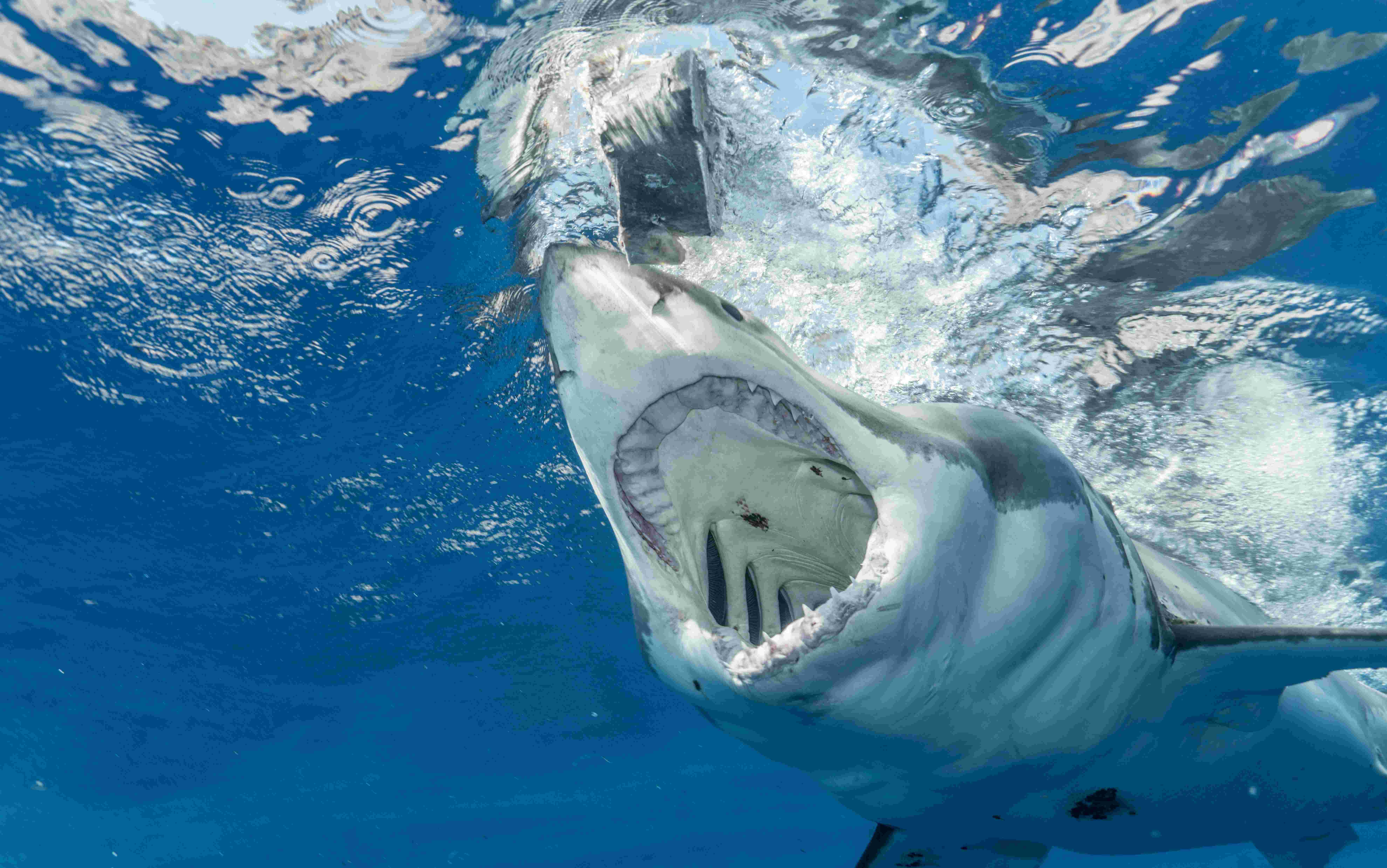 Illegal Shark Fins Seized in Brazil: Protecting Endangered Species. 29 tonnes of shark fins recovered.