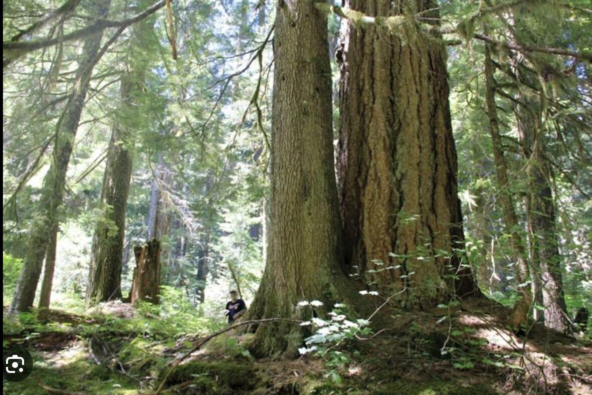 White House Takes Historic Action to Save Old-Growth Forests Amid Climate Crisis