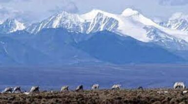 Interior Department Takes Bold Action to Protect Arctic Wildlife Refuge: Cancels Controversial Oil and Gas Leases