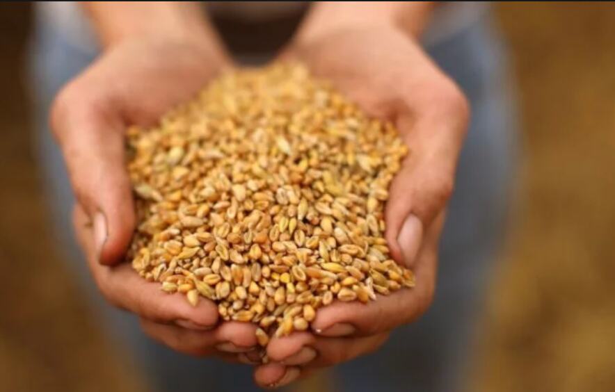 Kremlins Shocking Move Threatens Global Grain Security as Russia Withdraws from Ukrainian Deal