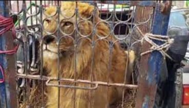 PML-N Supporters Bring Real Lion and Tiger to Rally in Lahore, Shocking Onlookers and Sparking Controversy
