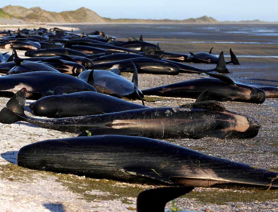 Whales in Crisis: From Mysterious Strandings to Selfie Tragedy, Worlds Attention Captivated