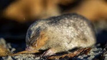 Long-Lost Species Rediscovered: South African Researchers Shocked by Stunning Find of Mole Thought Extinct for 80 Years