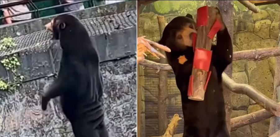 Waving Sun Bear Mystery Solved! English Zoo Releases Adorable Footage to Debunk Conspiracy Theories