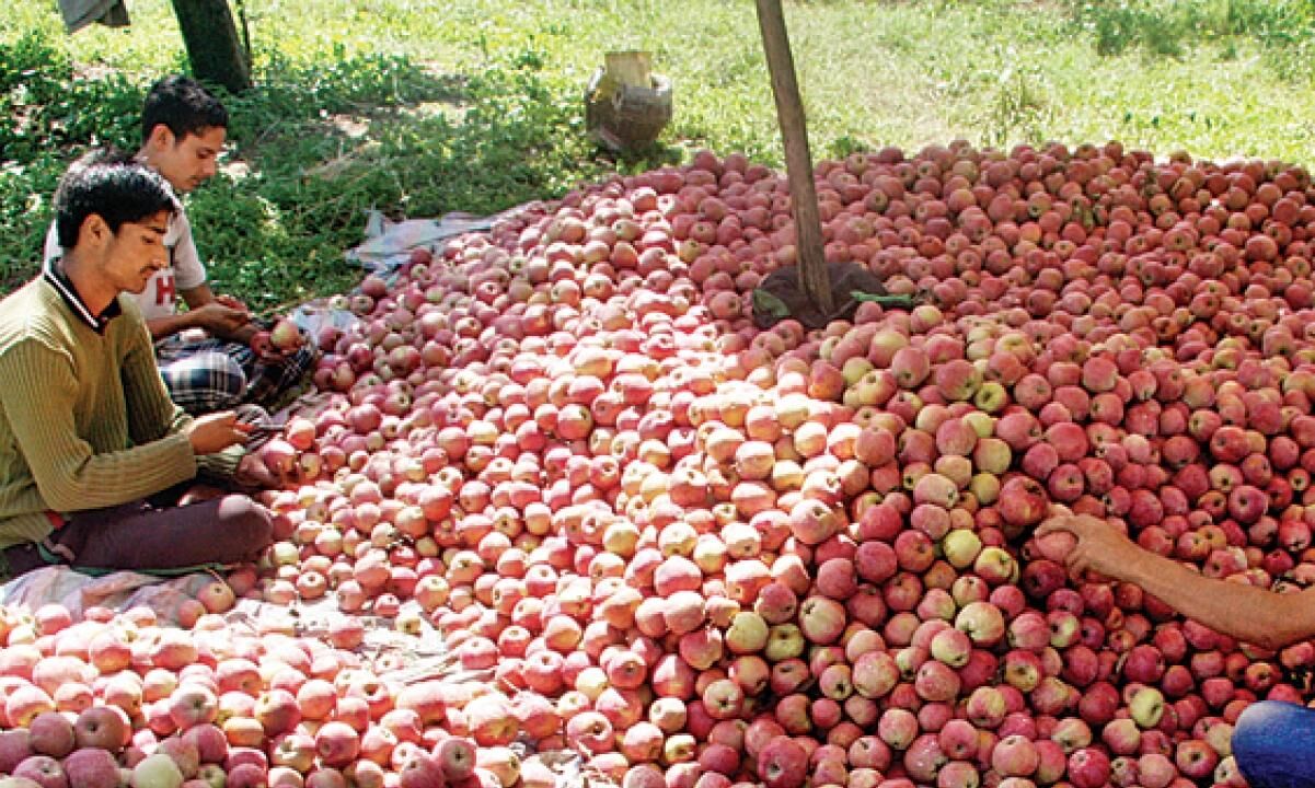 Apple trade decreases due to Kashmir lockdown