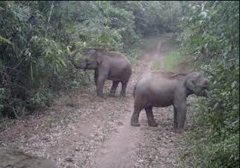 Dong Nais Wild Elephant Revolution: Camera Traps Capture Unique ID Cards for Vietnams Majestic Creatures