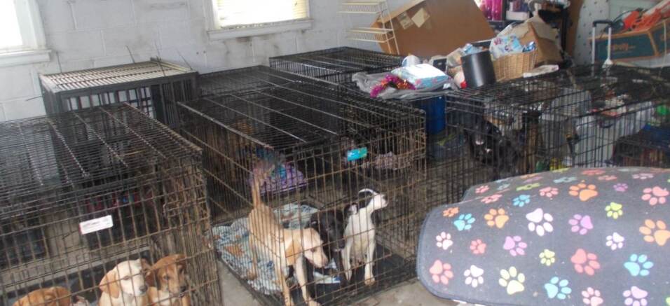 Community Unleashes Generosity: Over $20K in Donations Pour in for Ohio Animal Shelter After Harrowing Dog Rescue