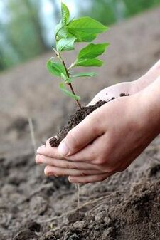 School children to be given Rs. 50 for planting a tree: Haryana Govt. scheme