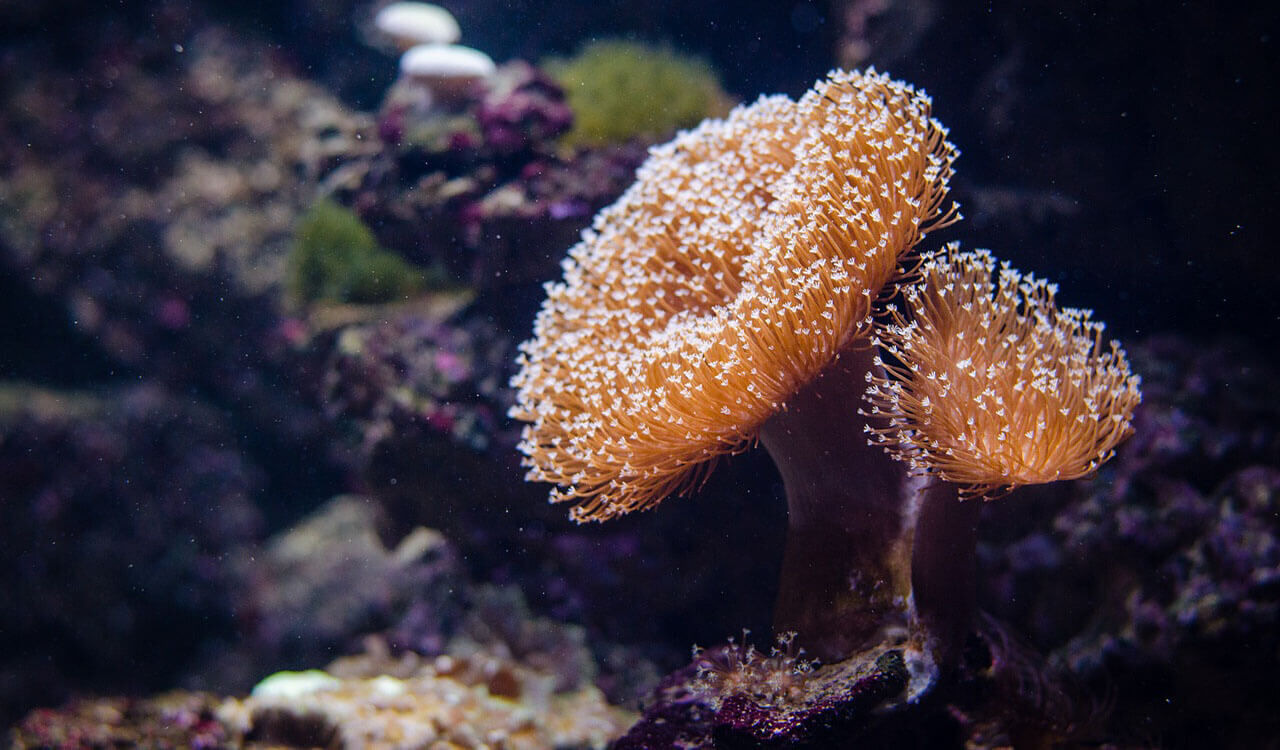 Land-based farms could save ocean coral reefs | Springwise