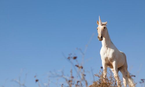 Startups Weekly: Will Trump ruin the unicorn IPOs of our dreams?
