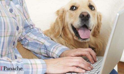 Furry love! Not just personal medical, Bengalureans now getting pet insurance too