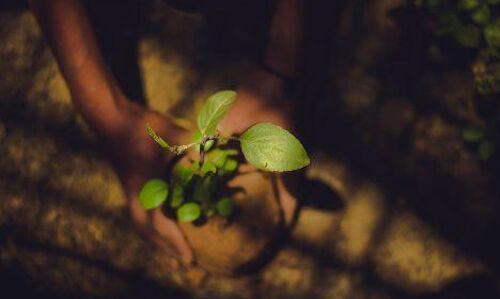 Punjab Govts Ghar Ghar Hariyali- A ray of hope to counter pollution Punjab Govts Ghar Ghar Hariyali- A ray of hope to counter pollution