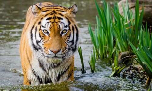 Tiger hunt is on in Maharashtra