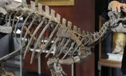 Million-Dollar Dinosaur Bone Black Market Busted: Four Charged for Illegal Sales and Export