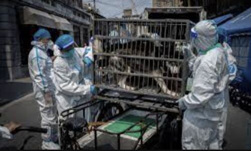 Shocking Rottweiler Attack Sparks Controversy in China: Stray Dog Crackdown Ignites Furor over Animal Welfare