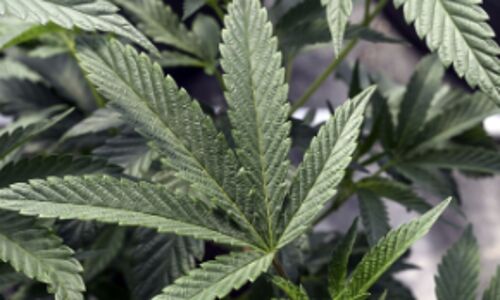 HHS Departments Groundbreaking Move: Marijuana Closer to Rescheduling from Schedule I to Schedule III, Creating Buzz in Cannabis Industry