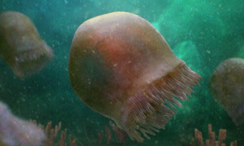 Ghost-Like Jellyfish Found: Ancient Fossils Provide Valuable Insights into Evolution and Life of Marine Creatures