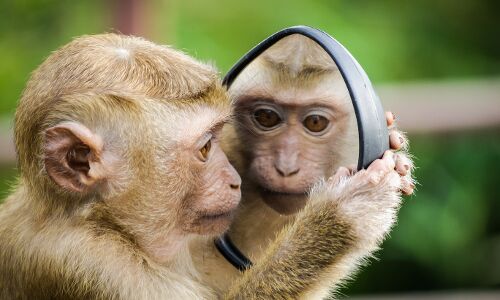 Sri Lanka Scraps Plans to Export Endangered Toque Macaques to China