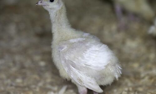 Highly Pathogenic Bird Flu Strikes U.S. Commercial Poultry Flocks, Raising Concerns of Potential Outbreaks Highly Pathogenic Bird Flu Strikes U.S. Commercial Poultry Flocks, Raising Concerns of Potential Outbreaks