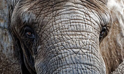 Thai Elephant Returns Home After Alleged Mistreatment in Sri Lanka