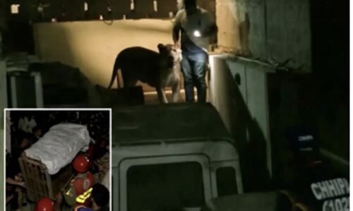 Chaos on the Streets: Escaped Lion Brings Karachi Traffic to a Standstill