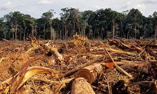 Brazils Amazon Rainforest Deforestation Reaches Four-Year Low Under President Lula