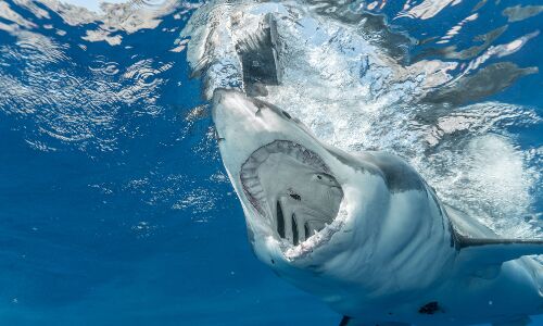 Illegal Shark Fins Seized in Brazil: Protecting Endangered Species. 29 tonnes of shark fins recovered.