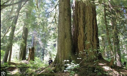 White House Takes Historic Action to Save Old-Growth Forests Amid Climate Crisis