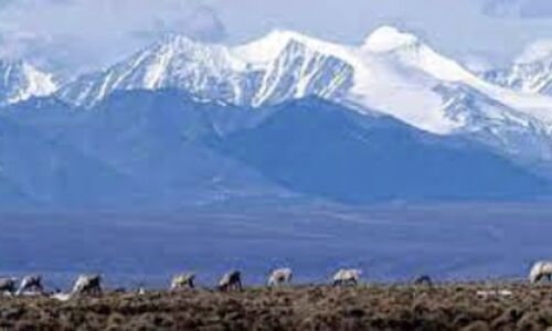 Interior Department Takes Bold Action to Protect Arctic Wildlife Refuge: Cancels Controversial Oil and Gas Leases Interior Department Takes Bold Action to Protect Arctic Wildlife Refuge: Cancels Controversial Oil and Gas Leases