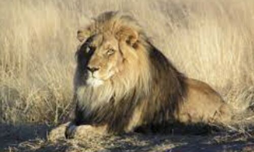 Man critically injured by lion while attempting a selfie, raises concerns about safety at wildlife facilities Man critically injured by lion while attempting a selfie, raises concerns about safety at wildlife facilities