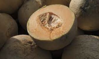 Hundreds Sickened: Salmonella Outbreak Sweeps through 15 States in the US and Canada