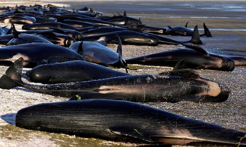 Whales in Crisis: From Mysterious Strandings to Selfie Tragedy, Worlds Attention Captivated Whales in Crisis: From Mysterious Strandings to Selfie Tragedy, Worlds Attention Captivated