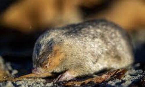 Long-Lost Species Rediscovered: South African Researchers Shocked by Stunning Find of Mole Thought Extinct for 80 Years Long-Lost Species Rediscovered: South African Researchers Shocked by Stunning Find of Mole Thought Extinct for 80 Years