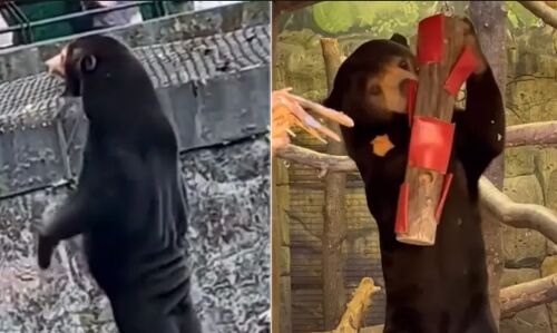 Waving Sun Bear Mystery Solved! English Zoo Releases Adorable Footage to Debunk Conspiracy Theories Waving Sun Bear Mystery Solved! English Zoo Releases Adorable Footage to Debunk Conspiracy Theories