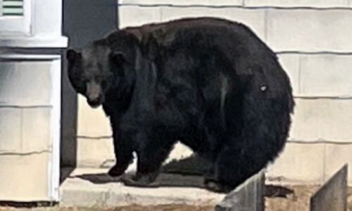 Bear Breakout: Iraqi Airways Faces Investigation After Furry Passenger Causes Chaos at Dubai Airport