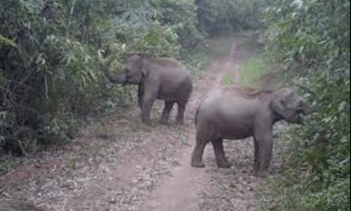 Dong Nais Wild Elephant Revolution: Camera Traps Capture Unique ID Cards for Vietnams Majestic Creatures