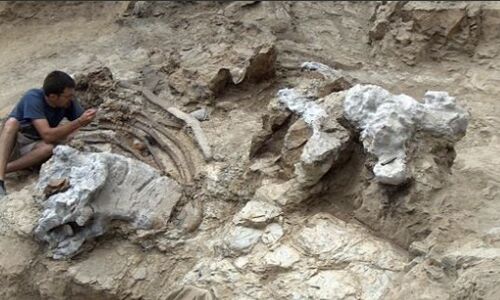 Scientists Unearth Gigantic New Dinosaur Species, Shedding Light on Evolutionary Puzzle