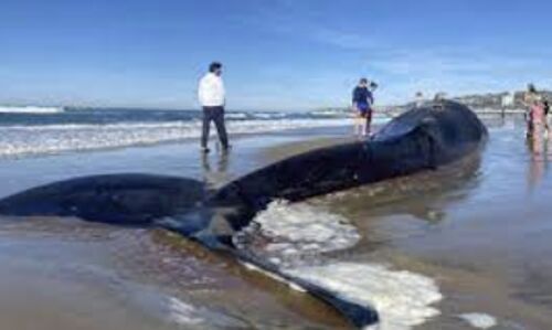 Giant 52-Foot Whale Washes Ashore in San Diego, Mystery Surrounds Cause of Death Giant 52-Foot Whale Washes Ashore in San Diego, Mystery Surrounds Cause of Death