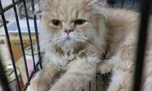 140+ Cats Abandoned in Abu Dhabi Desert: Outrage and Investigation Ensue 140+ Cats Abandoned in Abu Dhabi Desert: Outrage and Investigation Ensue