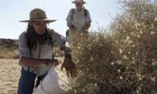 Wildflower Revival: Southern Californias Stunning Comeback Sparks Conservation Efforts