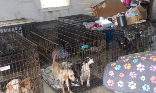 Community Unleashes Generosity: Over $20K in Donations Pour in for Ohio Animal Shelter After Harrowing Dog Rescue