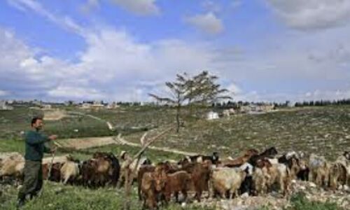 Israeli Attacks Force Southern Lebanese Shepherds to Abandon Grazing Areas, Threatening Livelihoods Israeli Attacks Force Southern Lebanese Shepherds to Abandon Grazing Areas, Threatening Livelihoods