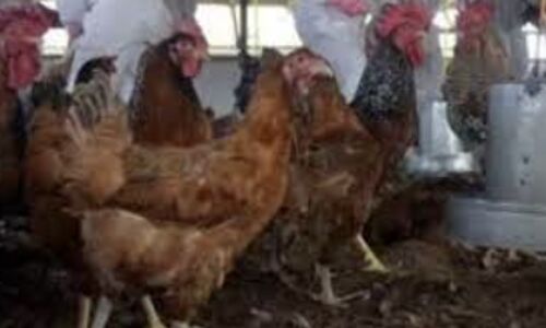 Europe on High Alert as Bird Flu Cases Resurge, Raising Concerns for Governments and Poultry Industry