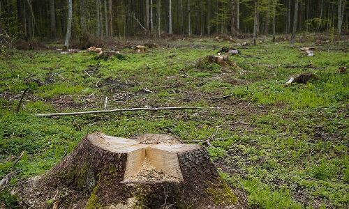 Delhi needs more trees to survive Delhi needs more trees to survive